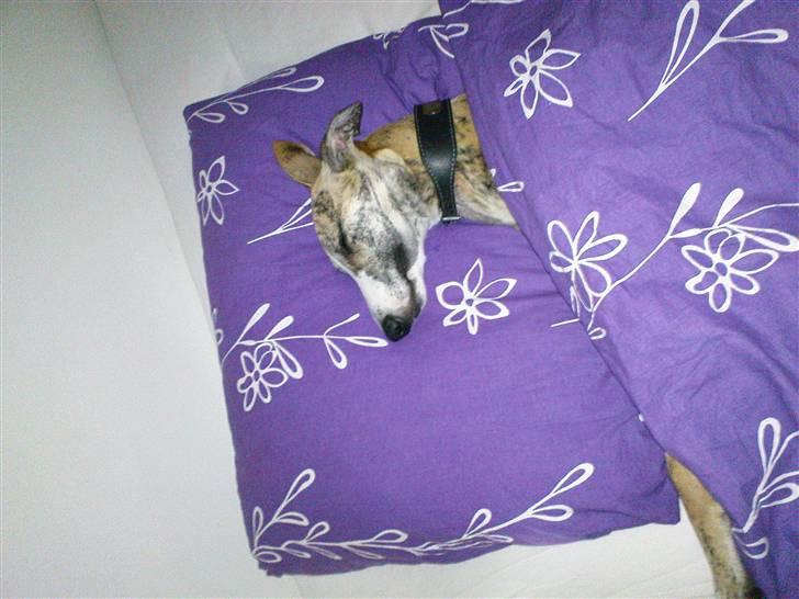 Whippet Flying Dutchmand - Gelly - Hovsa, hvad laver du oppe i sengen??? Så lad gå. billede 19