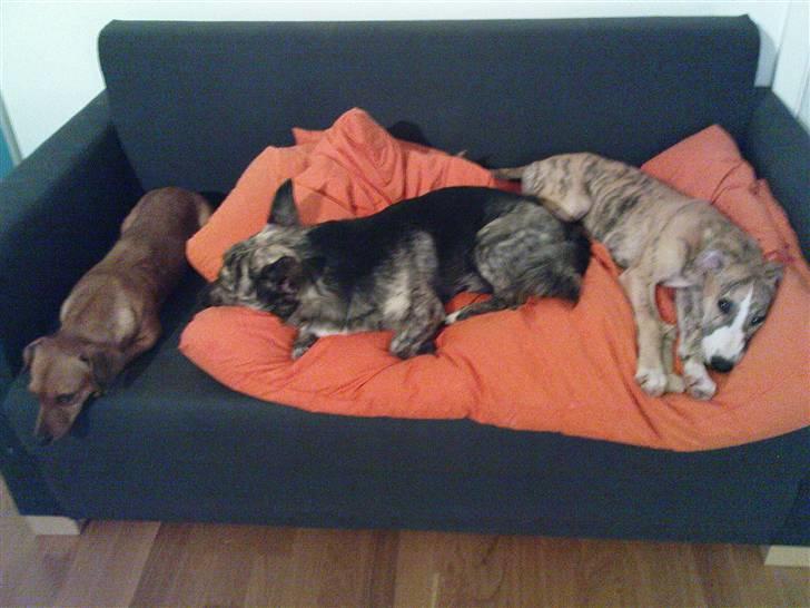 Whippet Flying Dutchmand - Gelly - Gellys nye søskende, Pingo og Stinky billede 20