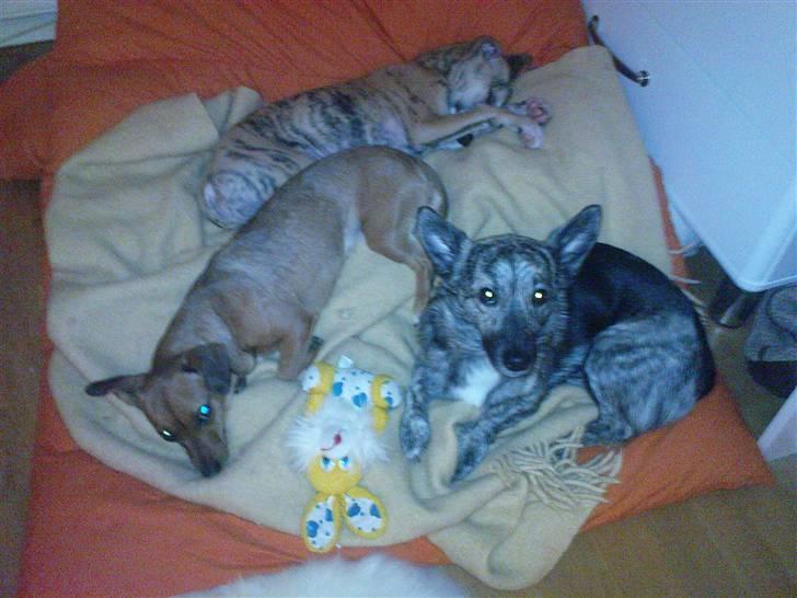 Blanding af racer Stinky - Stinky med sine søskende Gelly og Pingo. billede 7