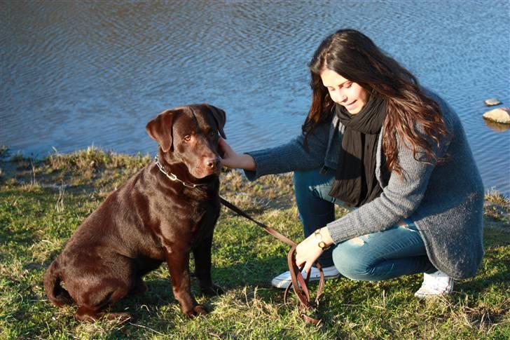 Labrador retriever Balu  | soulmate  |  - Velkommen til Balus profil. :-) Her er Balu & jeg :-)) Foto: Line højlund. billede 1