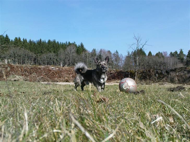 Blanding af racer Pingo (Pingo Nielsen) billede 12