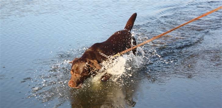 Labrador retriever Balu  | soulmate  |  - vandbillede af dejlige Balu. :*´ Foto: Line Højlund. billede 2