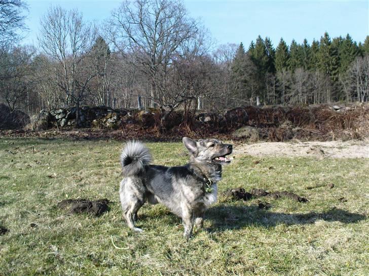 Blanding af racer Pingo (Pingo Nielsen) billede 13