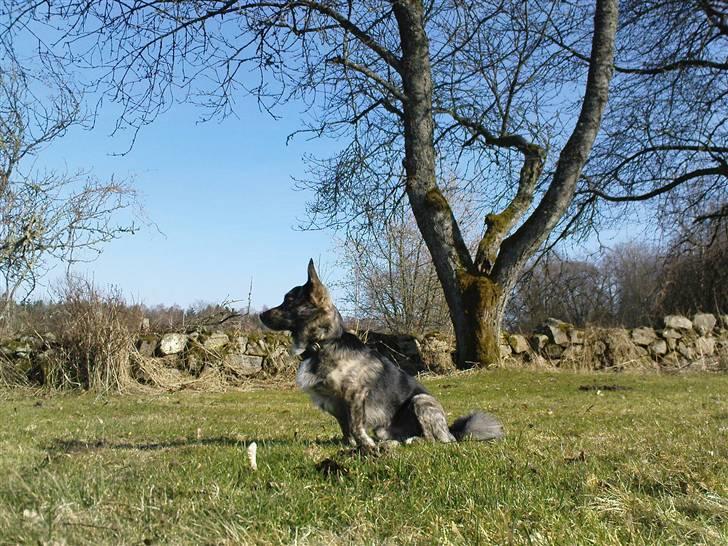 Blanding af racer Pingo (Pingo Nielsen) billede 15