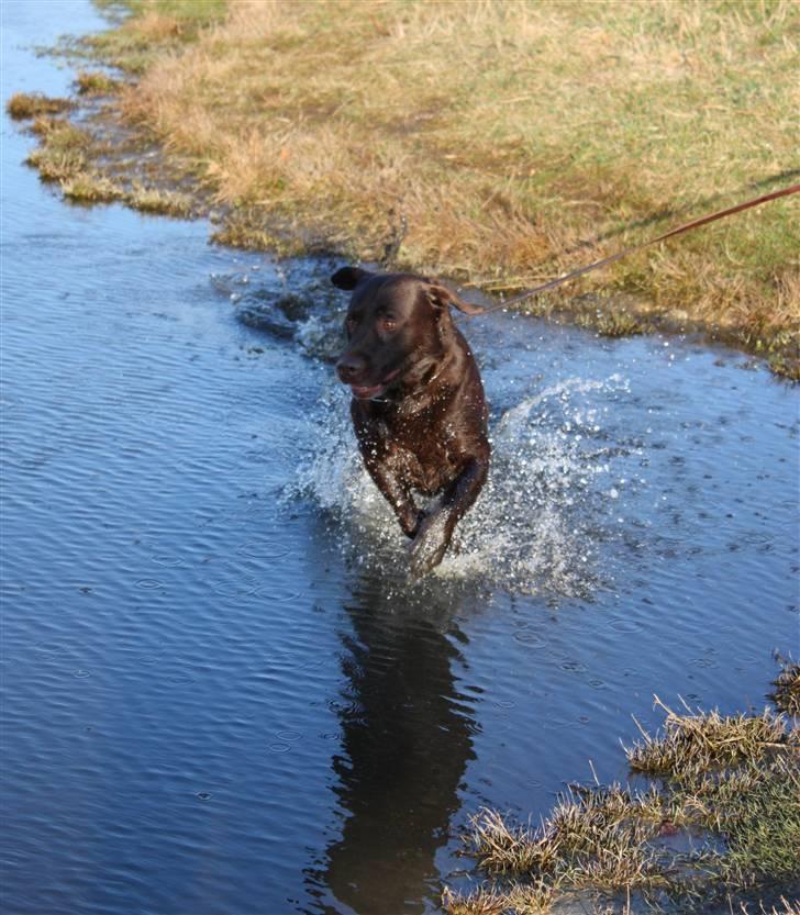Labrador retriever Balu  | soulmate  |  - dejlige hund :-** <3 foto: Edita Cizmic billede 3