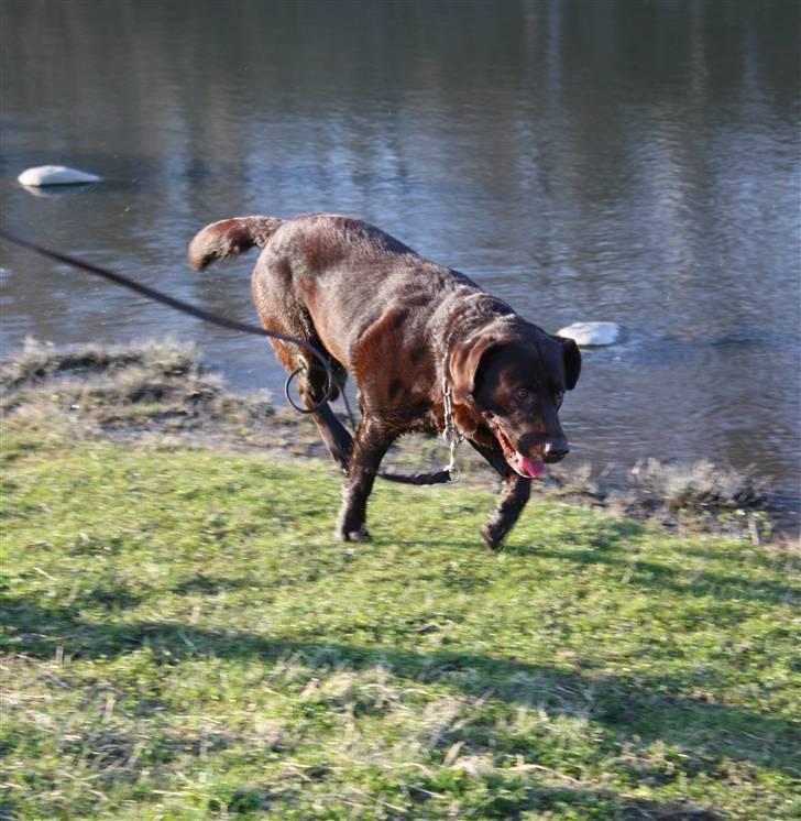 Labrador retriever Balu  | soulmate  |  - Klods? hm, jae ;) foto: Edita Cizmic billede 4