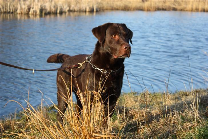 Labrador retriever Balu  | soulmate  |  - Smukt. :´) Foto: Edita Cizmic billede 5