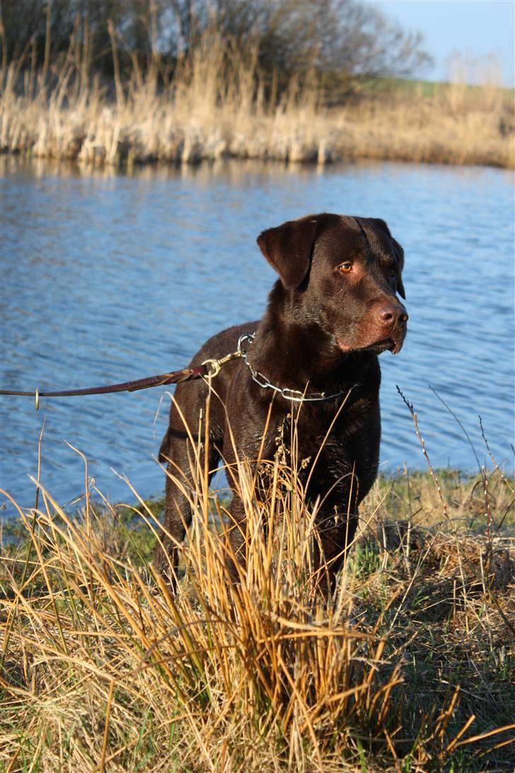 Labrador retriever Balu  | soulmate  |  - Ligner det andet, men det er såå godt! :-)) Foto: Edita Cizmic billede 6