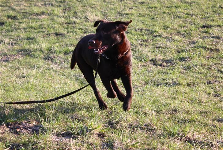 Labrador retriever Balu  | soulmate  |  - :-)) Foto: Edita Cizmic  billede 7