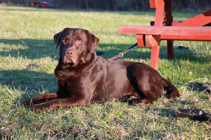 Labrador retriever Balu  | soulmate  |  - Tag for kigget :-)) Foto: Edita CIzmic billede 8