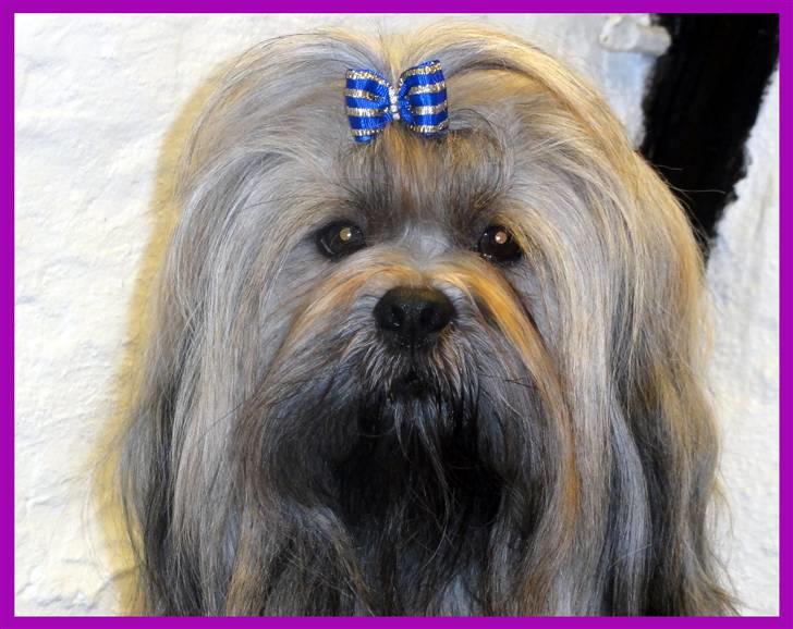 Lhasa apso Syrenen´s Casino Royale billede 2