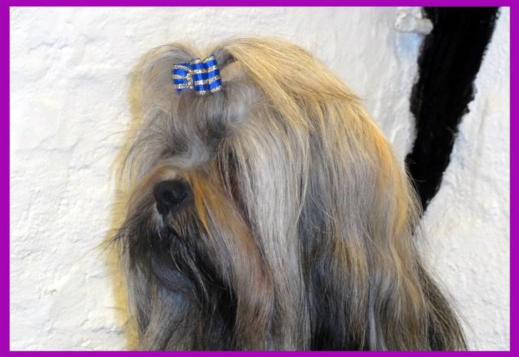 Lhasa apso Syrenen´s Casino Royale billede 3