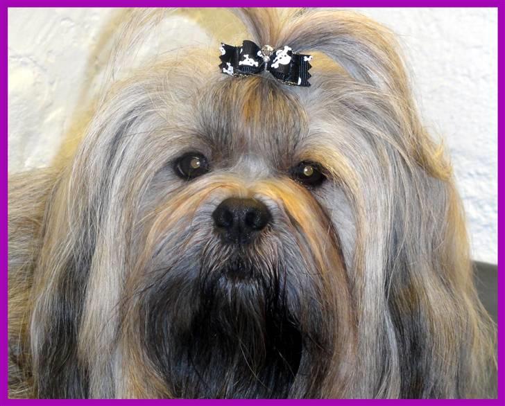 Lhasa apso Syrenen´s Casino Royale billede 4