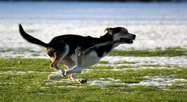 Blanding af racer Nishka billede 6