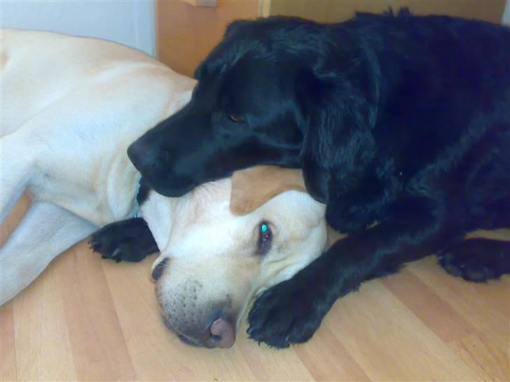 Labrador retriever Dexter billede 6