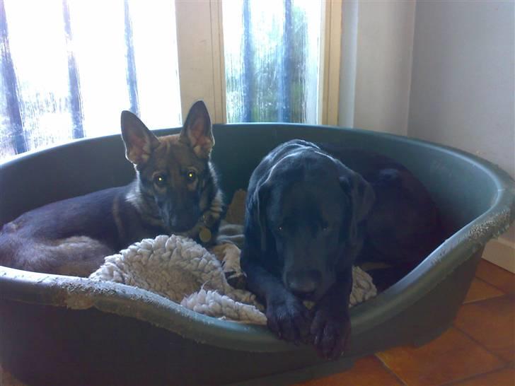 Labrador retriever Dexter billede 7