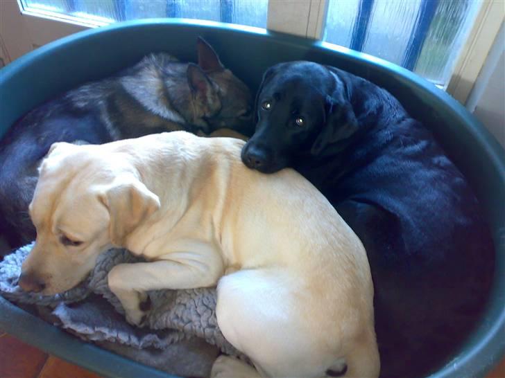 Labrador retriever Dexter billede 8