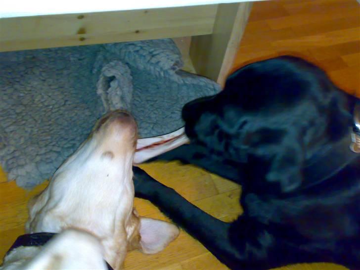 Labrador retriever Dexter billede 9