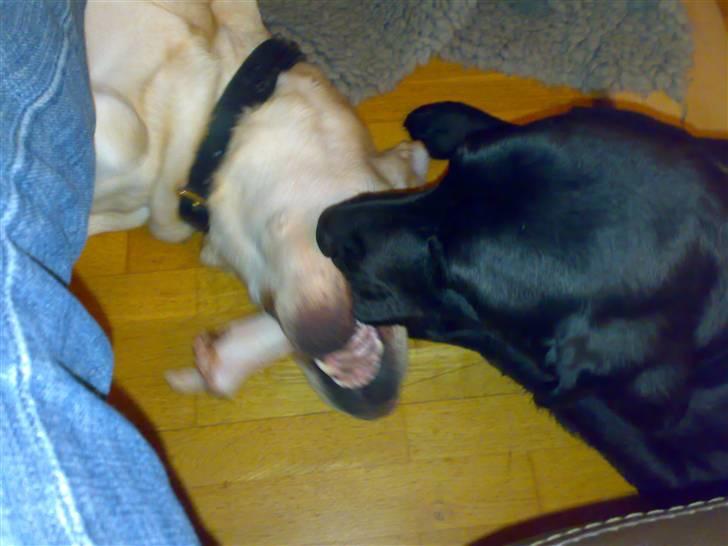 Labrador retriever Dexter billede 10