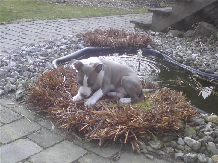 Amerikansk staffordshire terrier Monique billede 5