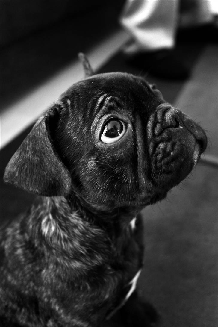 Fransk bulldog Kalua billede 1