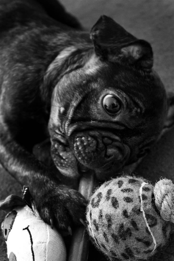 Fransk bulldog Kalua billede 2