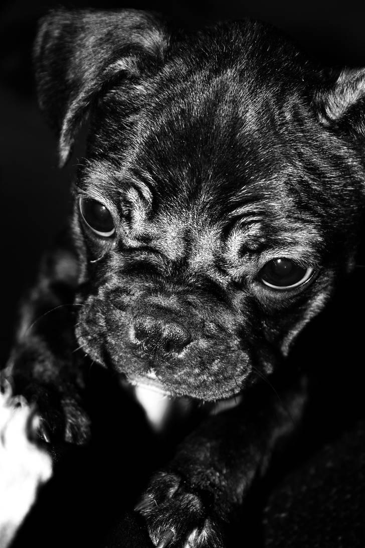 Fransk bulldog Kalua billede 3