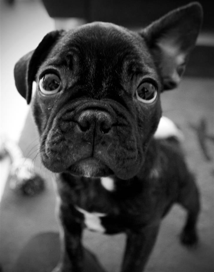 Fransk bulldog Kalua billede 4