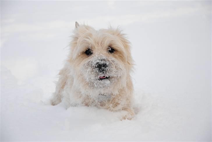 Cairn terrier Futte <3 - Velkommen til Futte´s profil (: billede 1