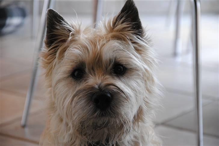 Cairn terrier Futte <3 - 02. Hovedbillede (: billede 2