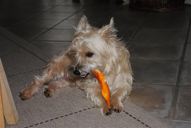 Cairn terrier Futte <3 - 03. Futte tykker i sit kødben. billede 3