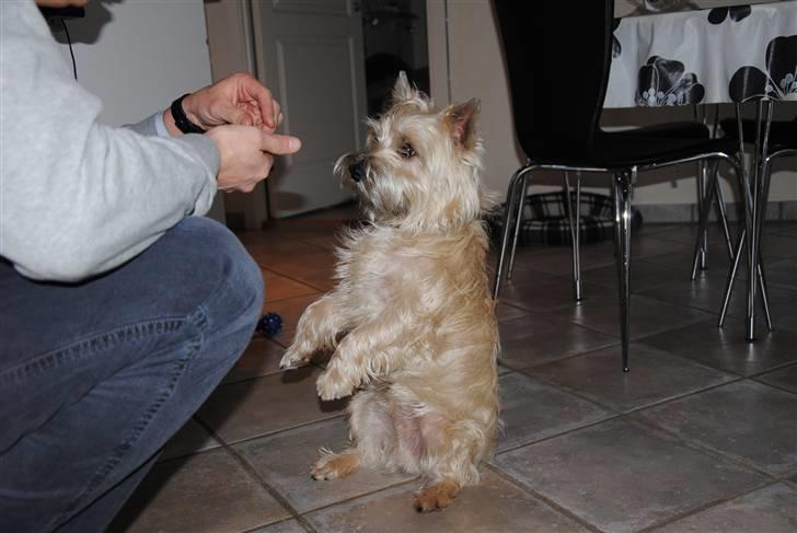 Cairn terrier Futte <3 - 04. Numse komandoen :b billede 4