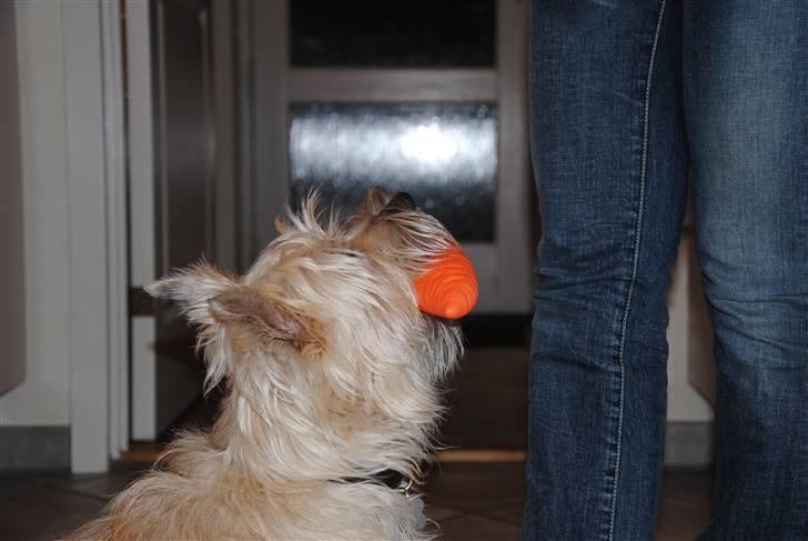 Cairn terrier Futte <3 - 05. Leg med mig :b billede 5