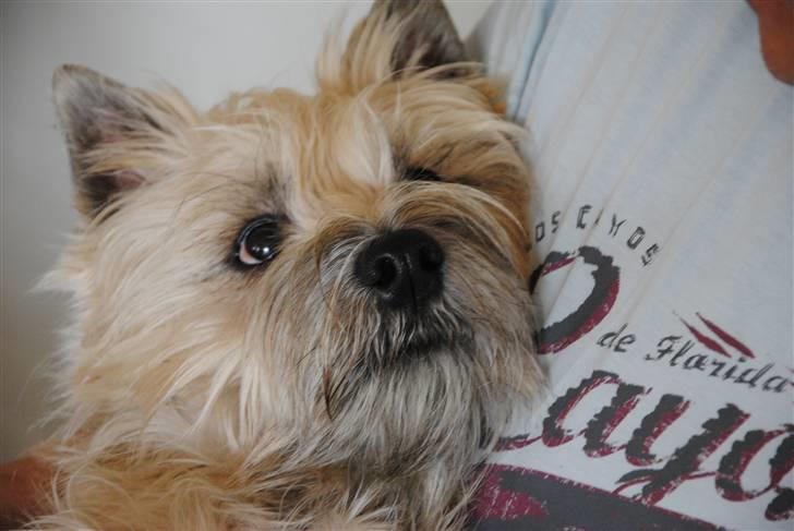 Cairn terrier Futte <3 - 06. Nurh  billede 6