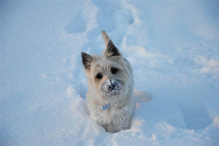 Cairn terrier Futte <3 - 07. Sne i hele hoved (: billede 7