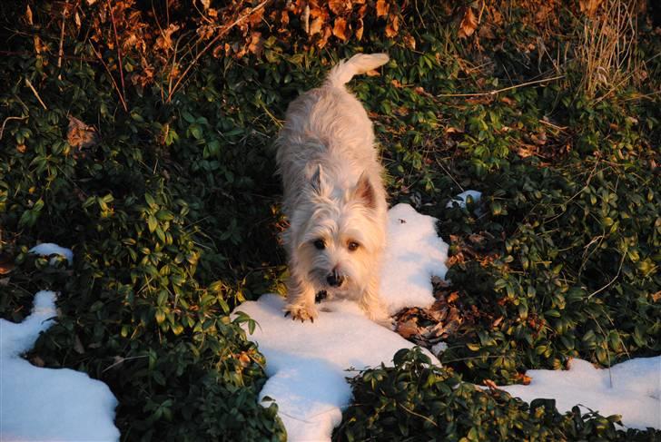 Cairn terrier Futte <3 - 08. "Led mig mig" billede 8