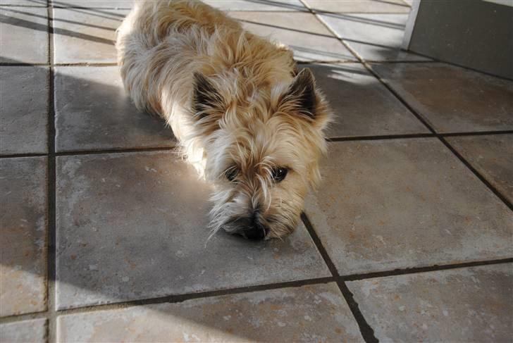 Cairn terrier Futte <3 - 09. "Jeg er træt" billede 9