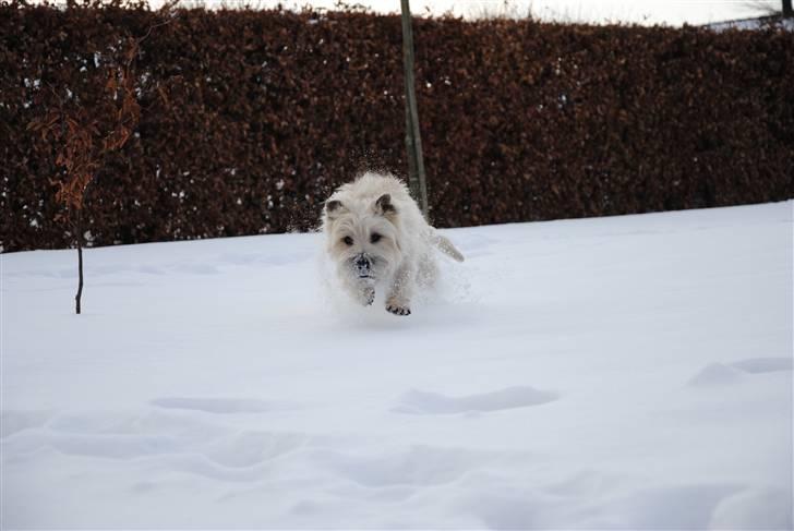 Cairn terrier Futte <3 - 10. Futte i spring billede 10
