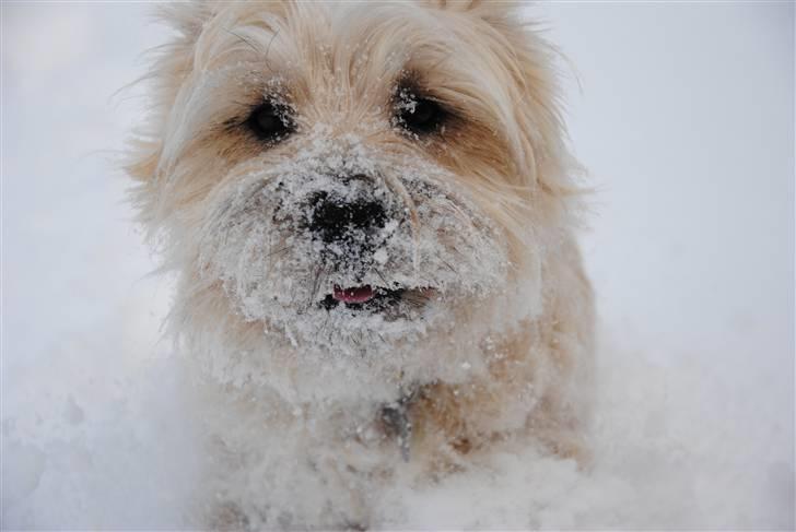 Cairn terrier Futte <3 - 11. Helt op i kameraet billede 11