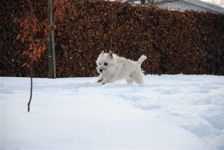 Cairn terrier Futte <3 - 12. Elsker sne billede 12