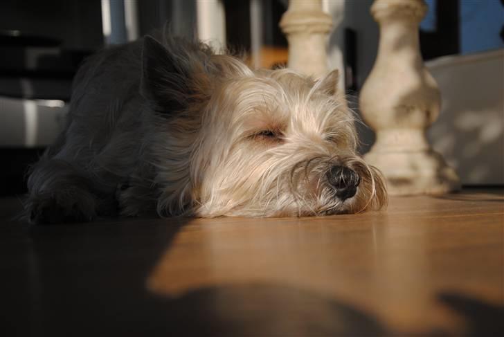 Cairn terrier Futte <3 - 13. Futte dagdrømmer billede 13