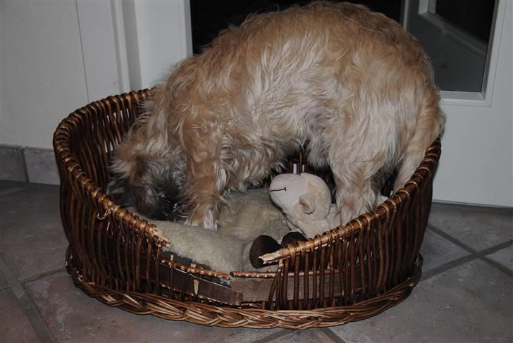 Cairn terrier Futte <3 - 14. Når han for flip i sin kurv billede 14