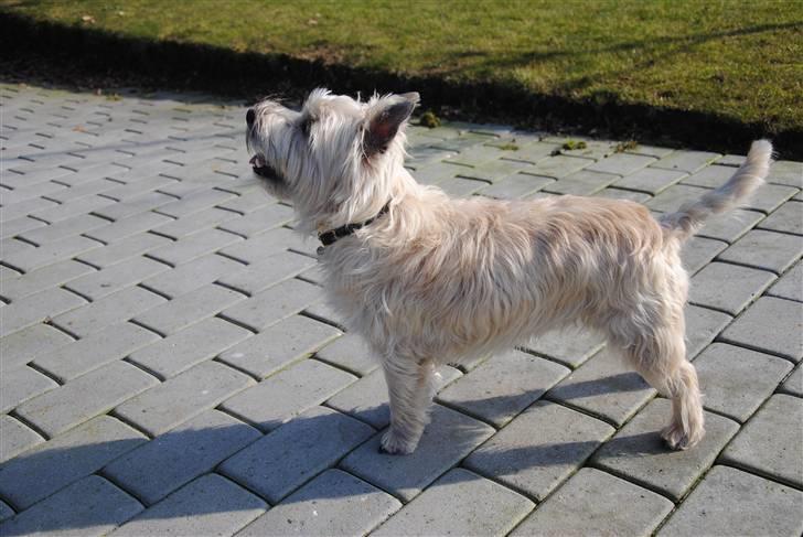 Cairn terrier Futte <3 - 15. Futte kigger på Line (mig) hopper på trampolin billede 15