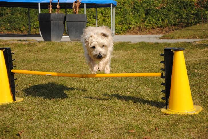 Cairn terrier Futte <3 - 16. Han elsker at springe billede 16