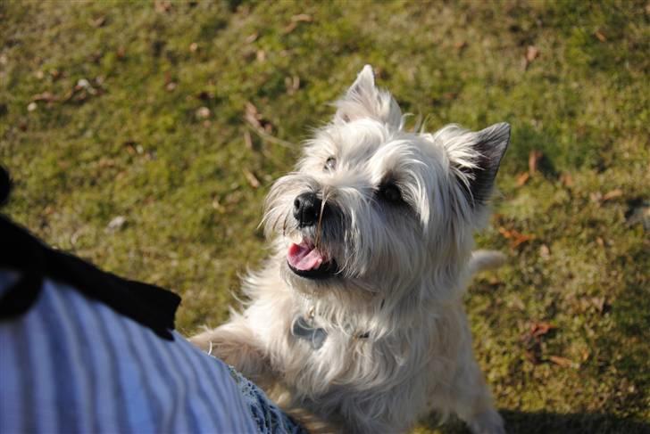 Cairn terrier Futte <3 - 17. "Line har du en godbid?" billede 17