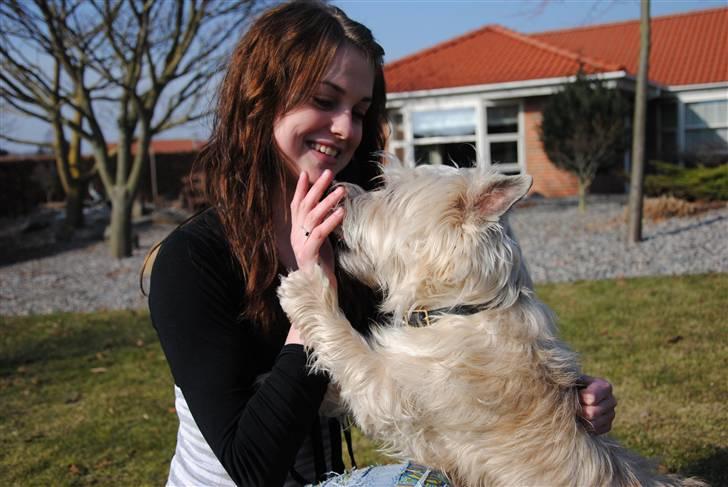 Cairn terrier Futte <3 - 18. Kærligheds billede billede 18