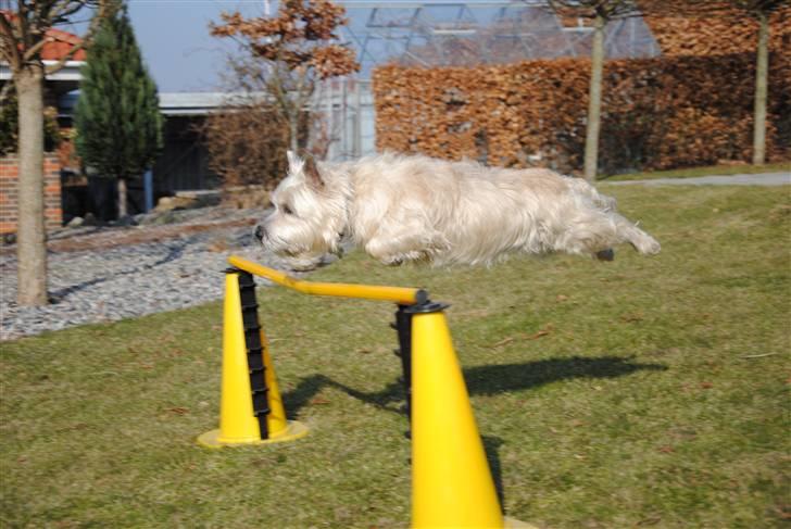 Cairn terrier Futte <3 - 19. Rimelig stort afsæt billede 19