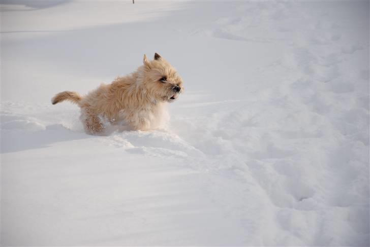 Cairn terrier Futte <3 - 20. Hop billede 20