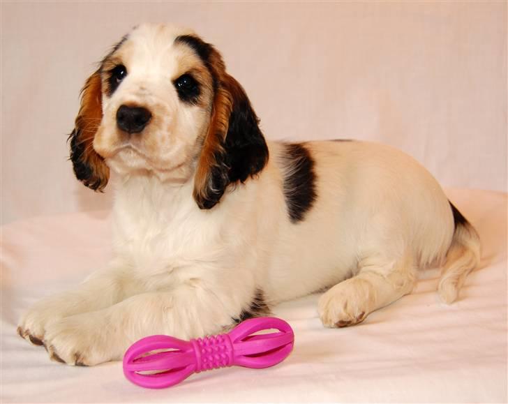 Cocker spaniel Vanilla Joy Dream Design - Ditte - 9 uger gammel billede 15