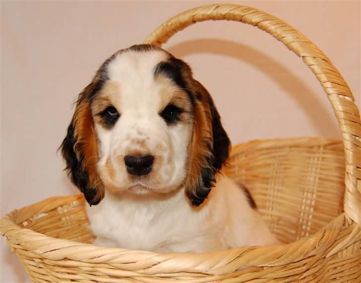 Cocker spaniel Vanilla Joy Dream Design - Ditte - 9 uger gammel billede 14